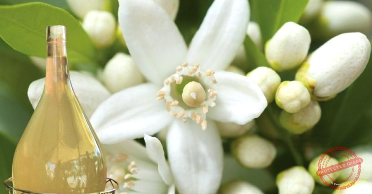 Read more about the article ماء الزّهر: فوائده للوجه