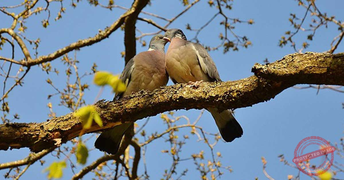 Read more about the article زراع محبة بتحصد عشق