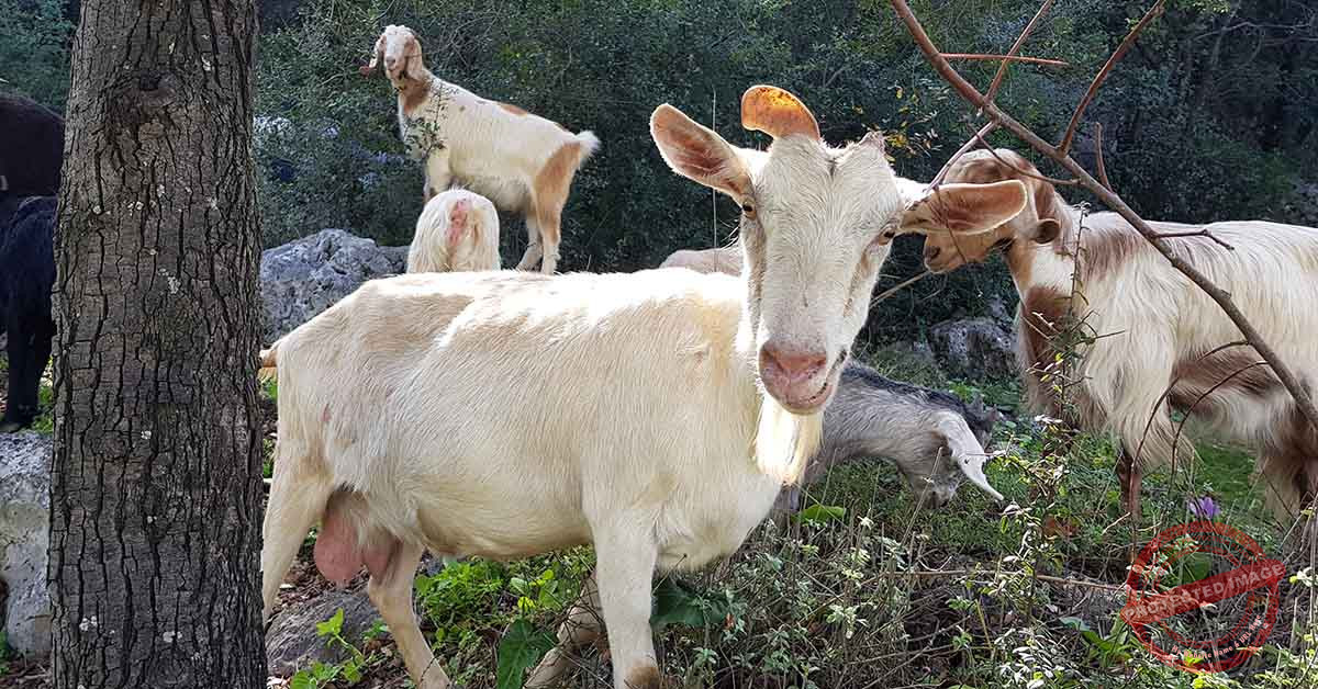 Read more about the article نيّال مين عندو مرقد عنزة (فيديو)