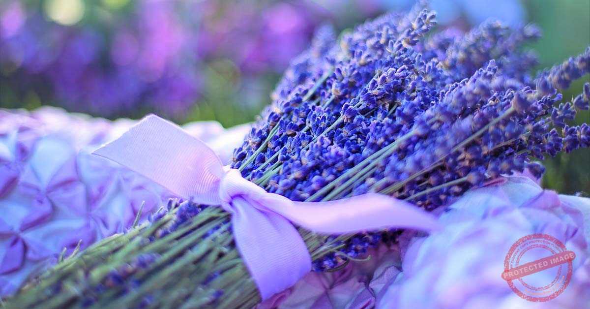 Read more about the article اللّافندر وحُلم رمزي