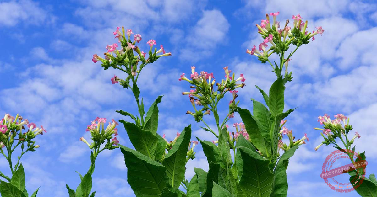 Read more about the article زراعة التبغ في لبنـان