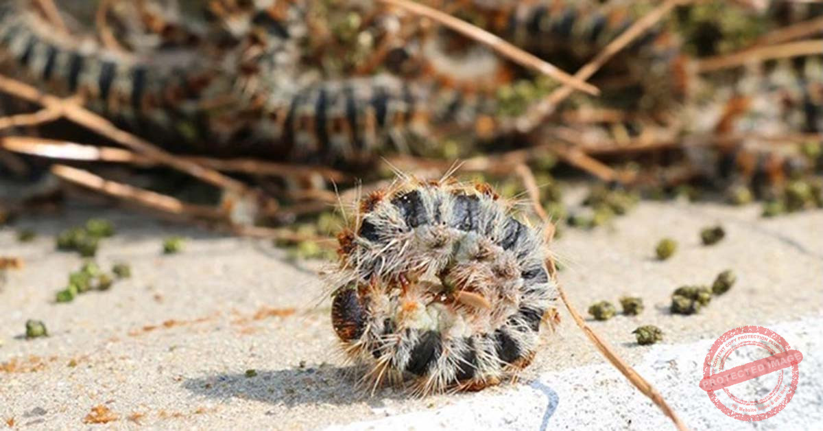 Read more about the article دودة الصّندل