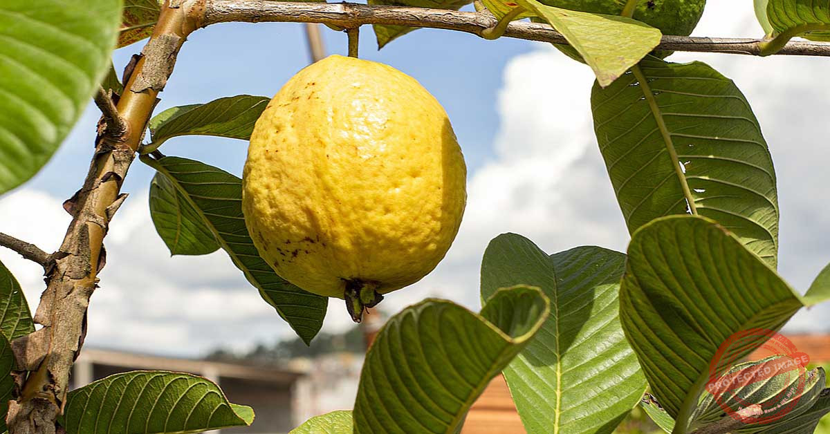 Read more about the article الجوافة: جوهرة الفواكه