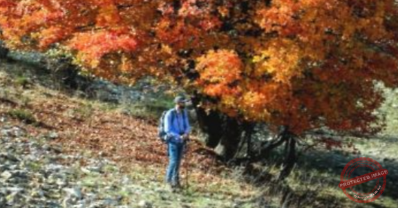 Read more about the article درب عكار: نجاح إكثار أكثر من ألف شجرة