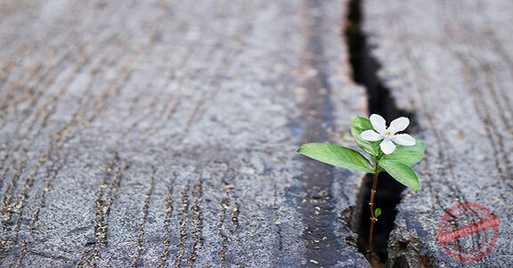 Read more about the article واحَة الأحزان…!؟