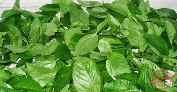 Read more about the article فوائد الملوخية للجسم