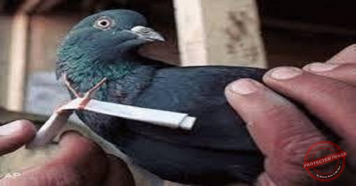 Read more about the article الحمام الزاجل