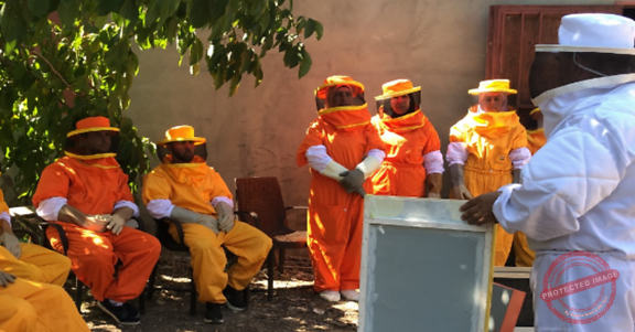 Read more about the article تدريب على تربية النحل في عكار