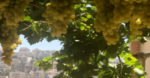 Read more about the article يوم عنب المائدة في زحلة