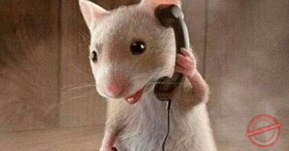 Read more about the article الحرص على الكتمان