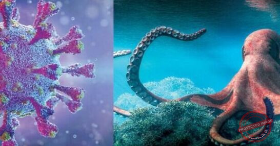 Read more about the article كراكن متحور جديد من كورونا