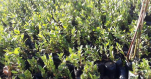 Read more about the article إطلاق حملة زراعة اشجار الغار في محمية يحمر الشقيف