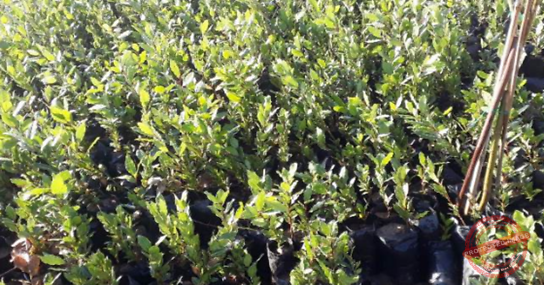 Read more about the article إطلاق حملة زراعة اشجار الغار في محمية يحمر الشقيف