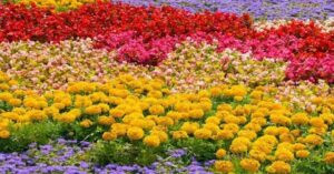 Read more about the article اطلاق مهرجان الربيع في حديقة جبيل