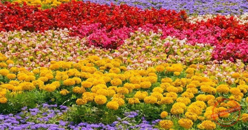 Read more about the article اطلاق مهرجان الربيع في حديقة جبيل