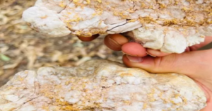Read more about the article كتلة ضخمة من الذهب