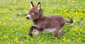 Read more about the article حقائق ومعلومات عن الحمار