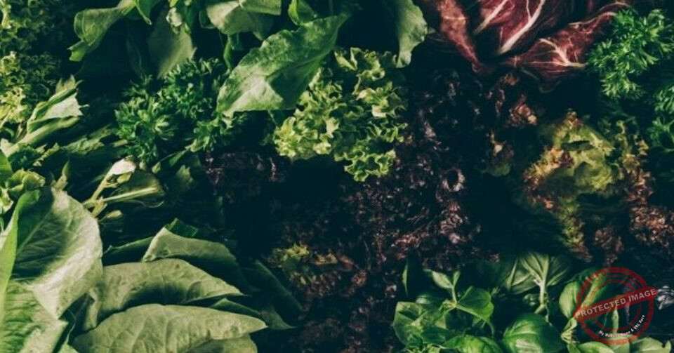 Read more about the article اهمية الورقيات الخضراء