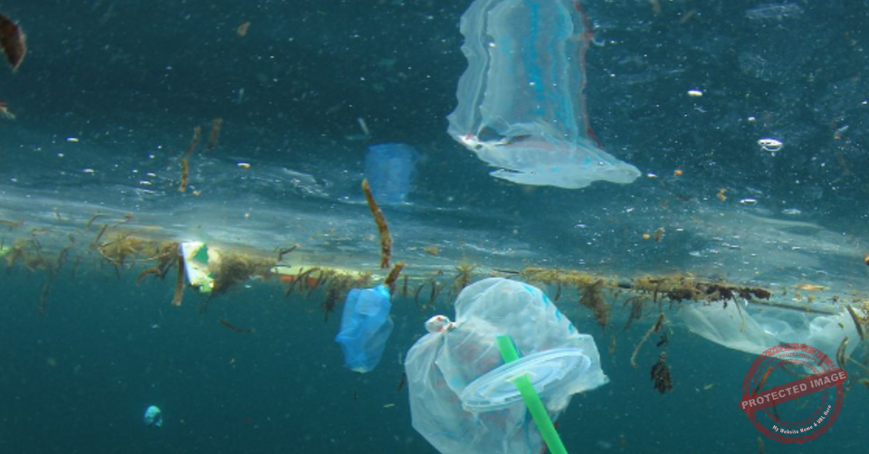 Read more about the article ورشة عمل في محمية شاطىء العباسية