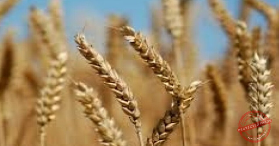 Read more about the article من أين أتى اسم حزيران