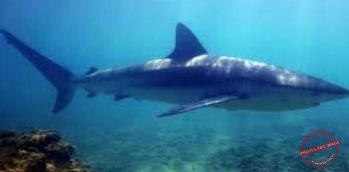 Read more about the article حقيقة ظهور اسماك القرش
