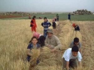 Read more about the article يوم “تصليب الصليبة” ليتبارك المحصول