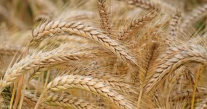 Read more about the article ارتفاع أسعار القمح