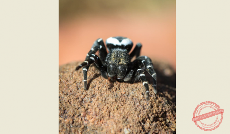 Read more about the article نوع جديد من العناكب من عائلة EURECIDAE في عكار