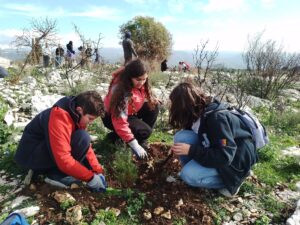 Read more about the article Plant 300 pine trees