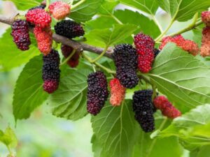 Read more about the article التوت يساعد في تخفيض ضغط الدم