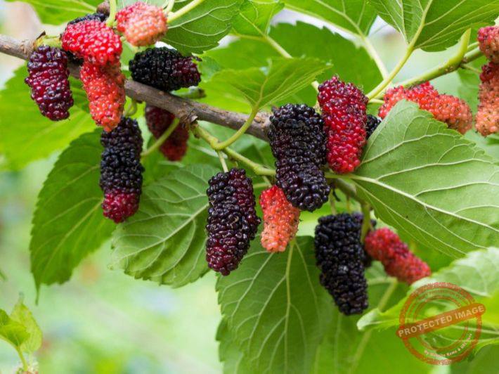 Read more about the article التوت يساعد في تخفيض ضغط الدم