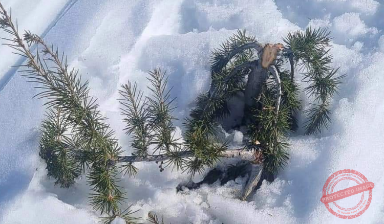 Read more about the article جمعية الأرض- لبنان: السياحة غير المسؤولة تقتل أشجار الأرز