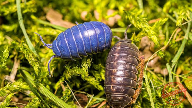 Read more about the article حملة لمكافحة الحشرات الدودية