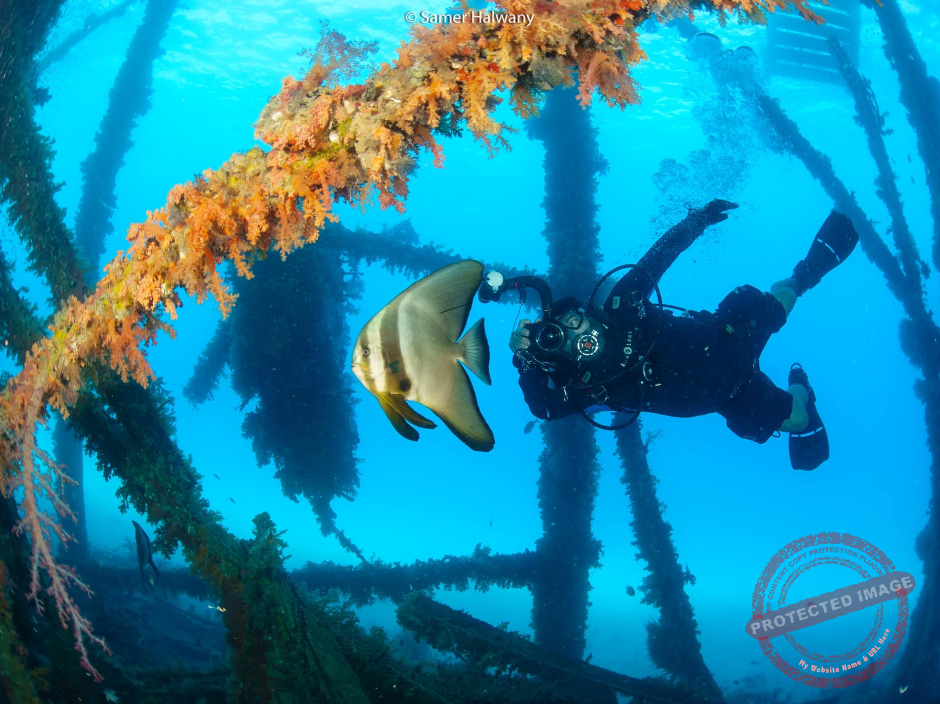 Read more about the article سامر حلواني الى القمة