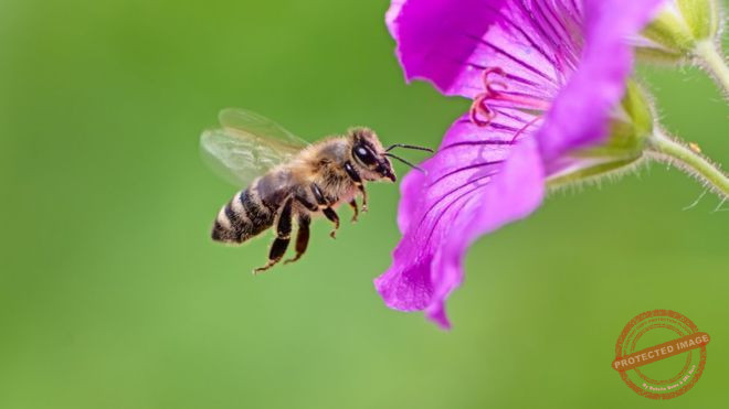 Read more about the article لحماية النحل والتنوع البيولوجي
