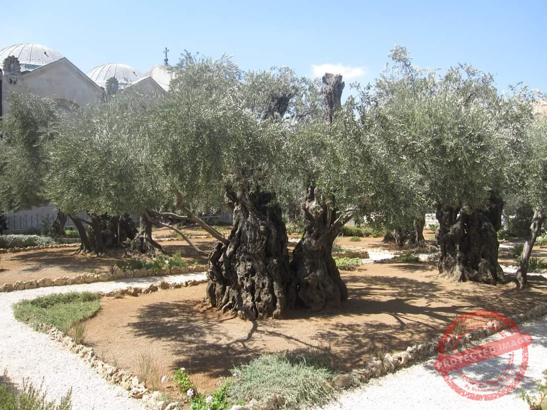 Read more about the article بستان الجثمانية في القدس
