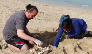 Read more about the article موسم تعشيش السلاحف البحرية