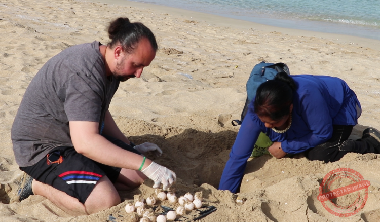 Read more about the article موسم تعشيش السلاحف البحرية