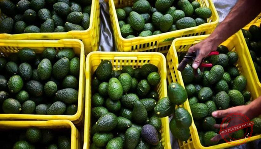 Read more about the article فاكهة مهددة بالانقراض