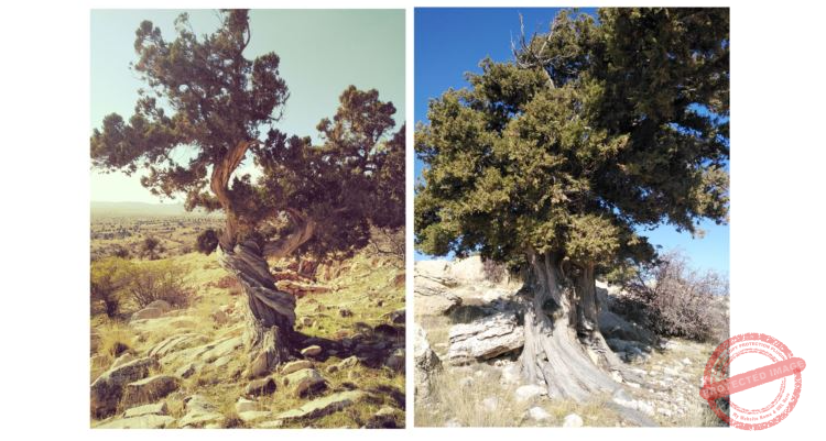 Read more about the article رحلة في جرد الهرمل لجمعيات من المنطقة في يوم البيئة العالمي