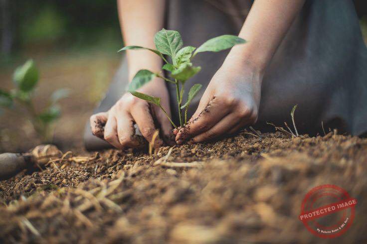 Read more about the article ماذا قال ديفيد دبليو أور؟