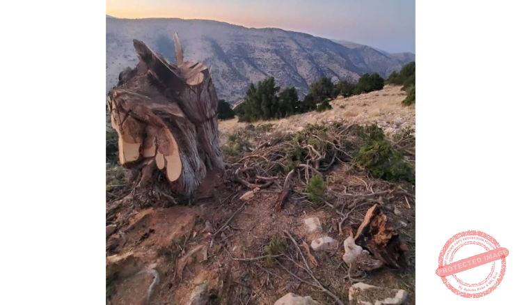 Read more about the article جمعية الأرض : إبادة بيئية بحق أشجار اللزاب المعمر في محافظة بعلبك – الهرمل