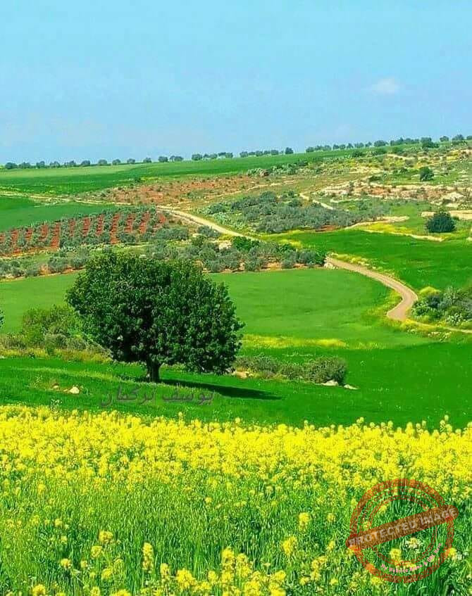 Read more about the article قرية فقوعة شمال شرق جنين