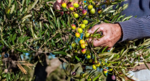 Read more about the article الهيئات الممثلة لقطاع الزيتون في الشمال حددت الاجرة
