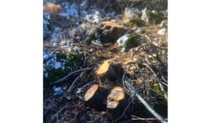 Read more about the article مجزرة بحق الأشجار المعمّرة في بلدة قهمز الكسروانيّة