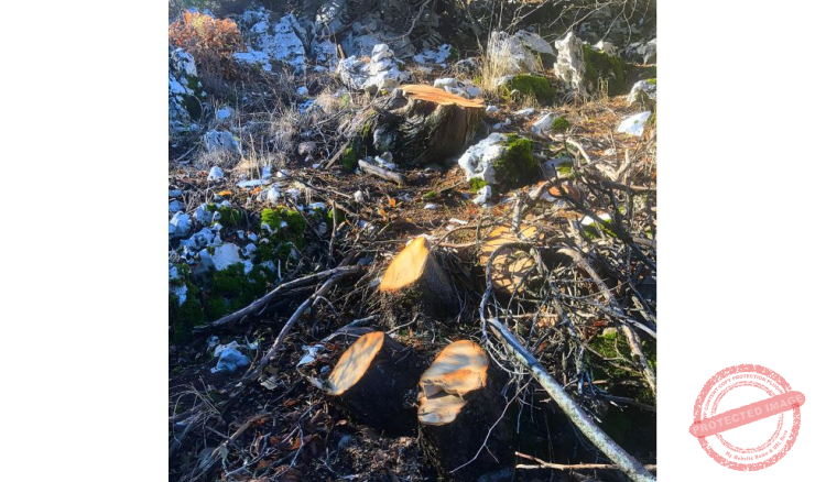 Read more about the article مجزرة بحق الأشجار المعمّرة في بلدة قهمز الكسروانيّة