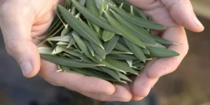 Read more about the article نحن القضاءُ المبرمُ.