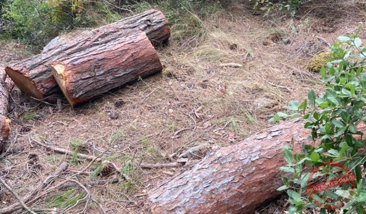 Read more about the article مختار عندقت ناشد المعنيين إيقاف المجزرة البيئية في البلدة