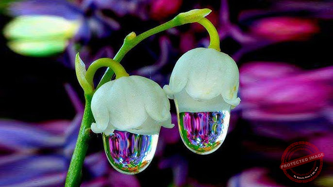You are currently viewing الحَمْقى…