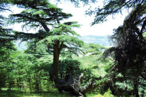 Read more about the article “لأنَّه لُبنان”…